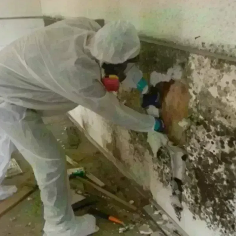 Mold Remediation and Removal in Hideaway, TX